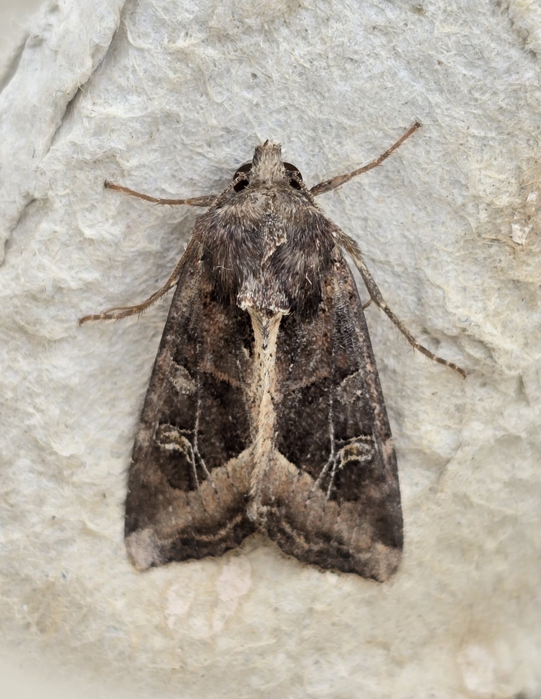 Photo of Crescent (Helotropha leucostigma)